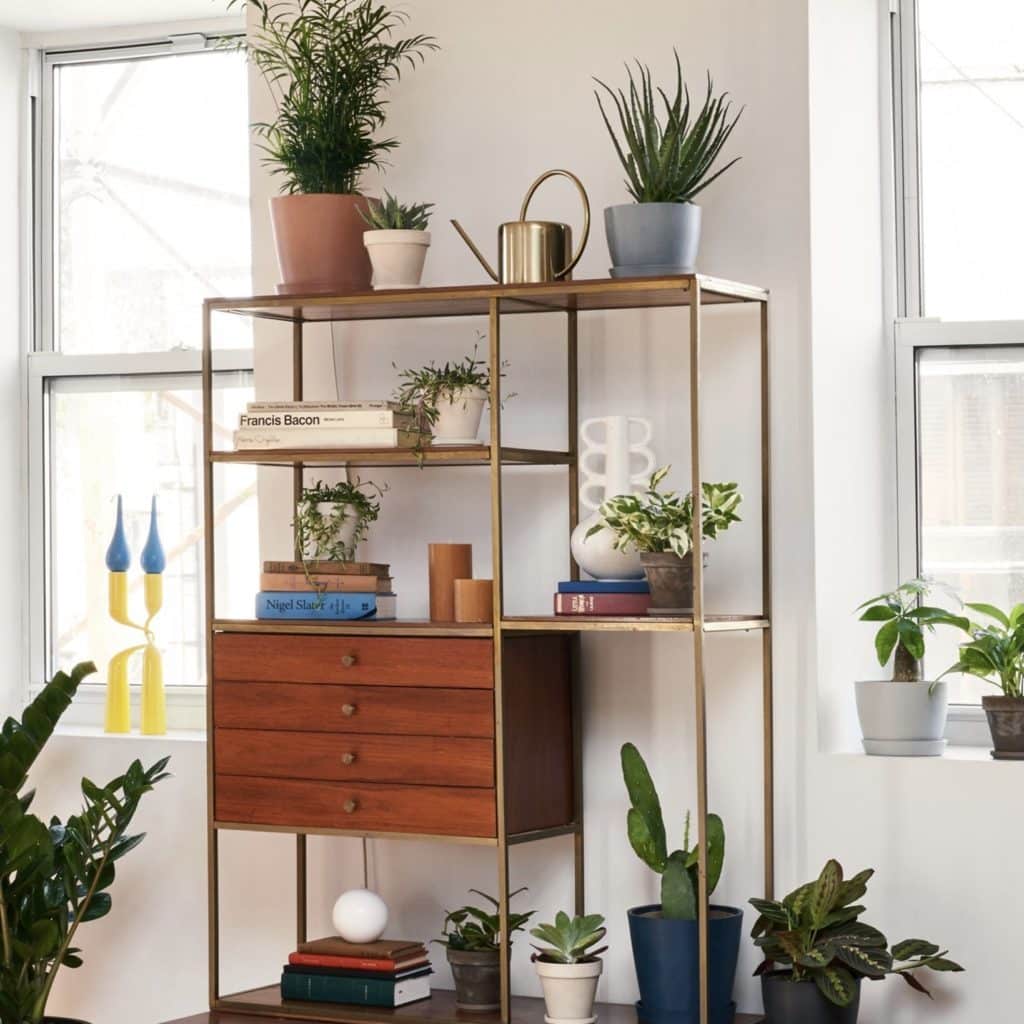 Bloomscape Plants Review