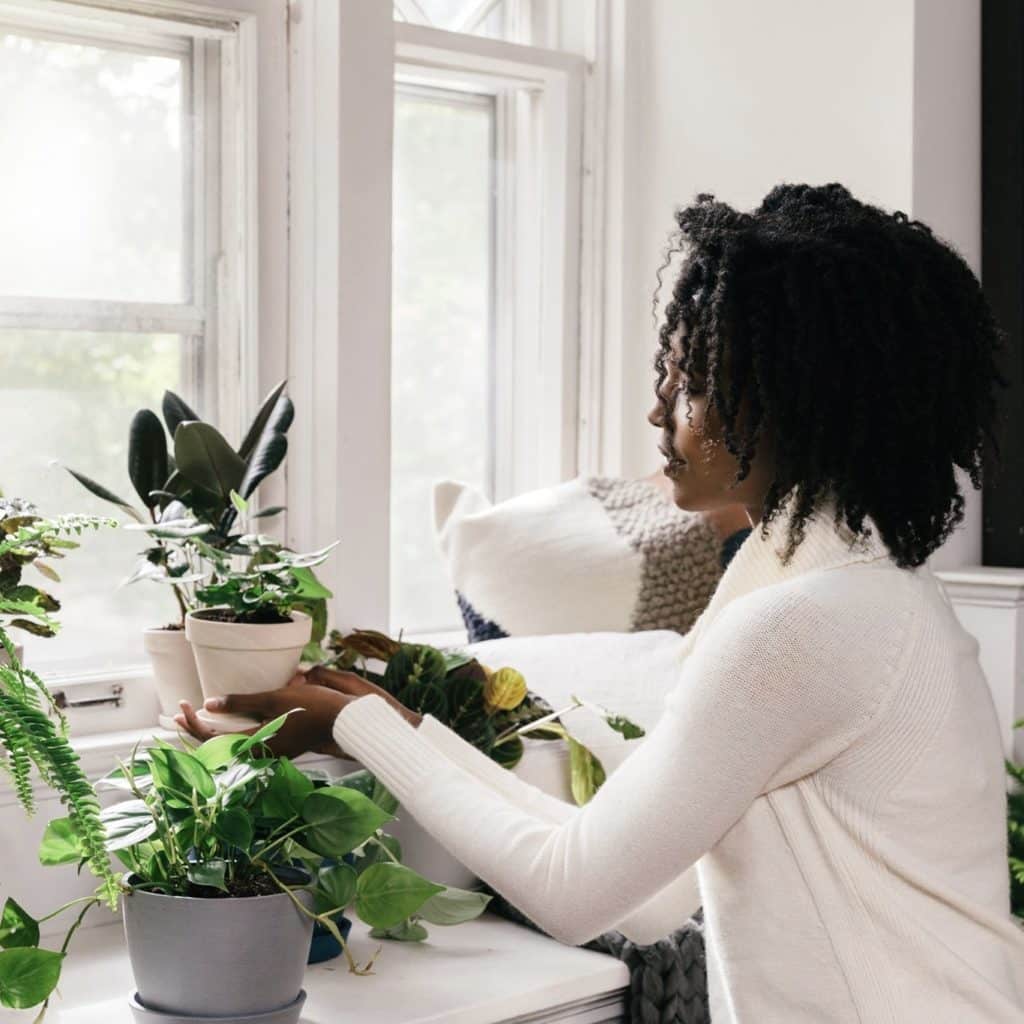 Bloomscape Plants Review