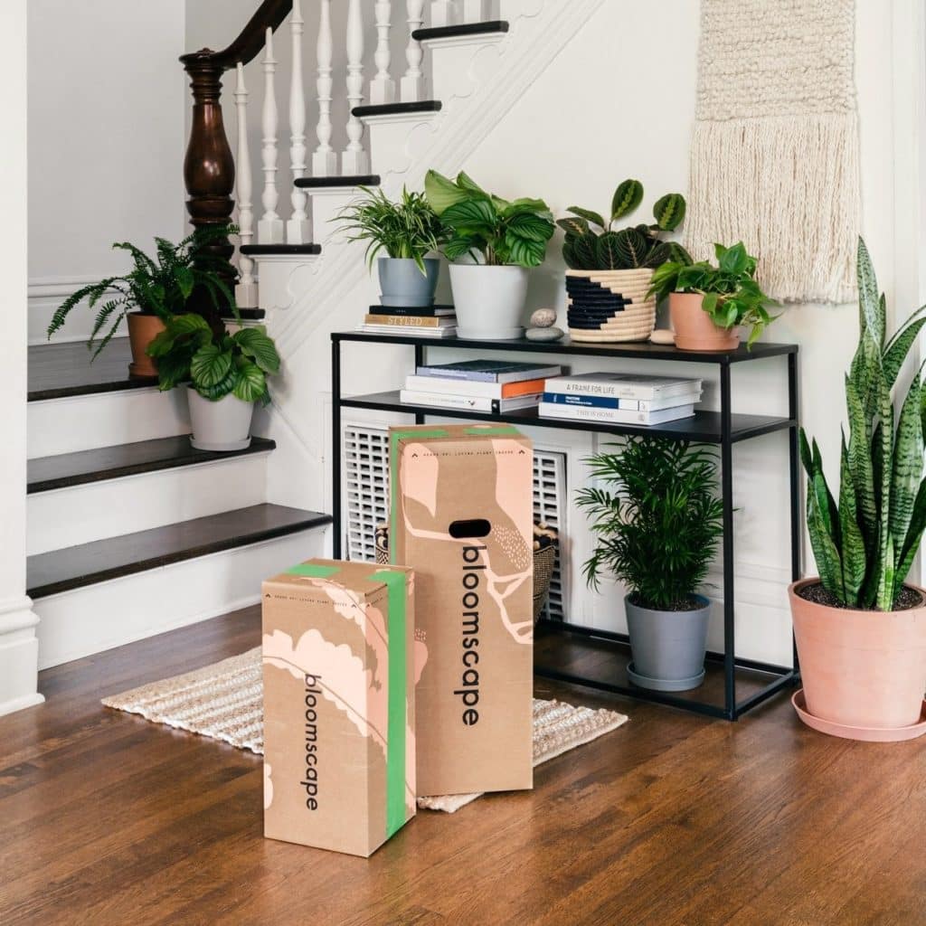 Bloomscape Plants Review