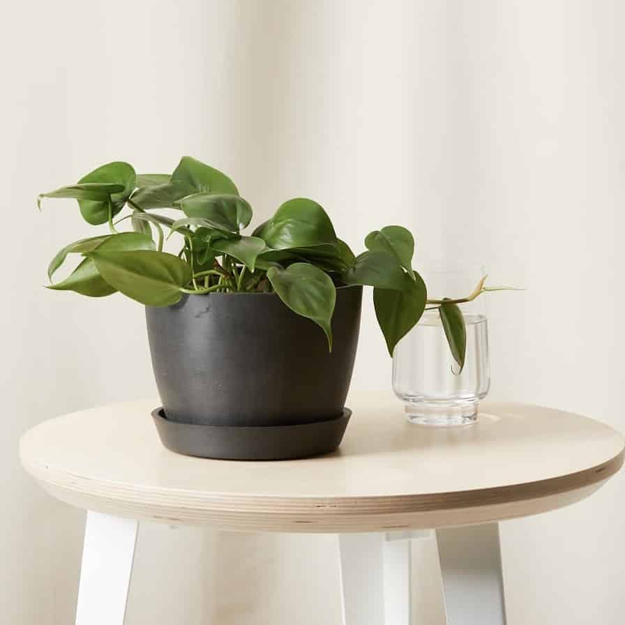 Bloomscape Plants Review