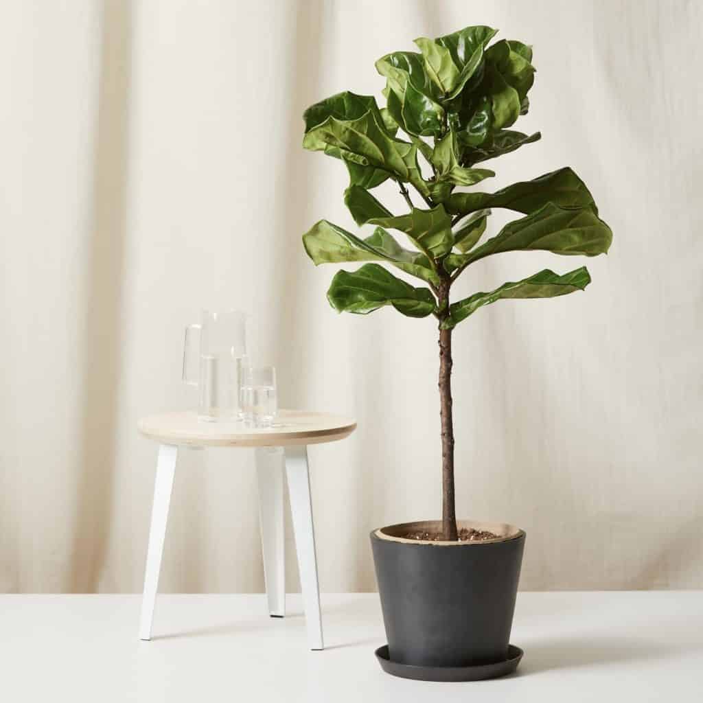Bloomscape Plants Review