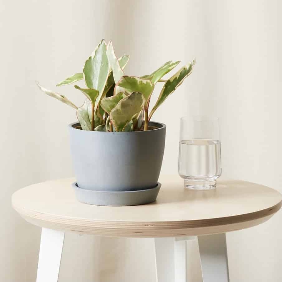 Bloomscape Plants Review