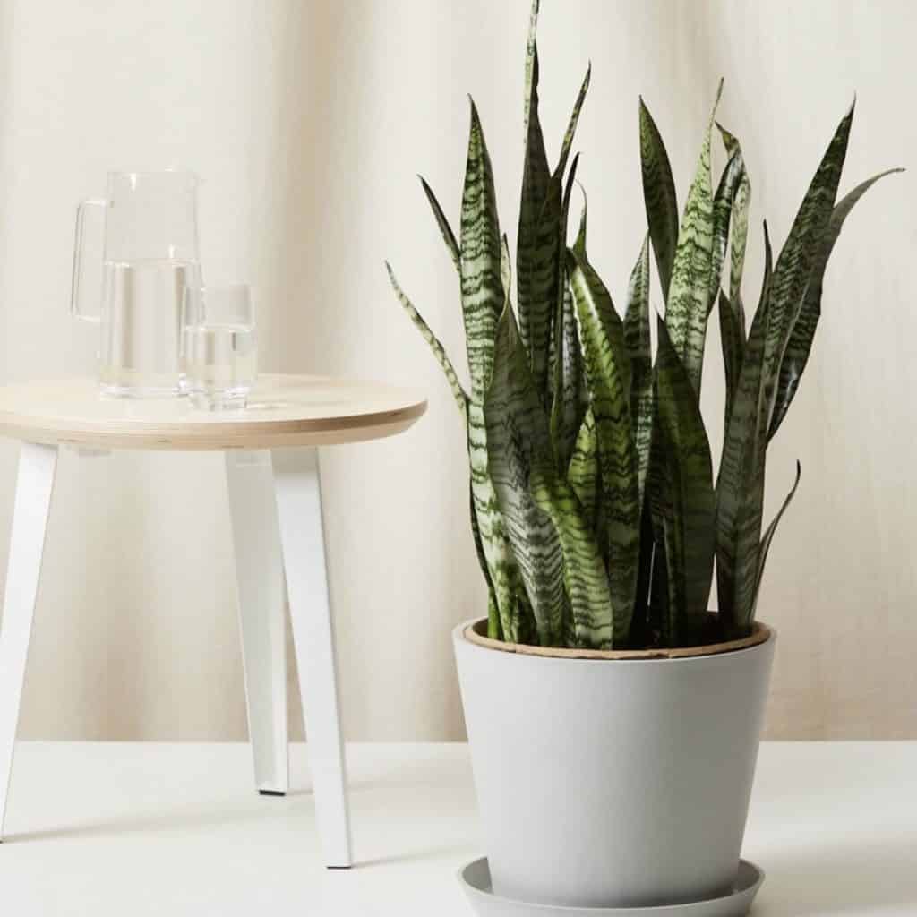 Bloomscape Plants Review