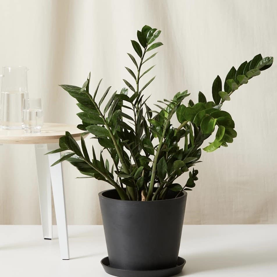 Bloomscape Plants Review
