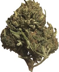 Dr. Strains CBD Review