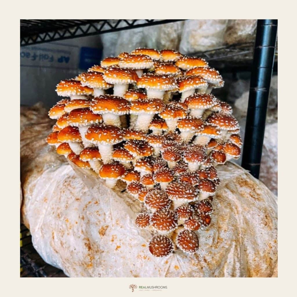 Real Mushrooms Review