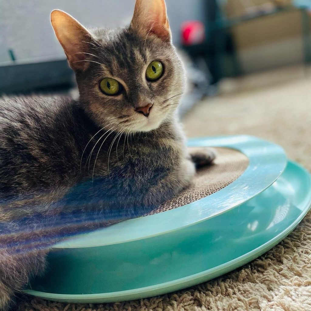 Pretty Litter Review