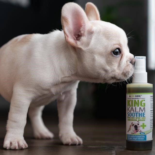King Kanine CBD Review 