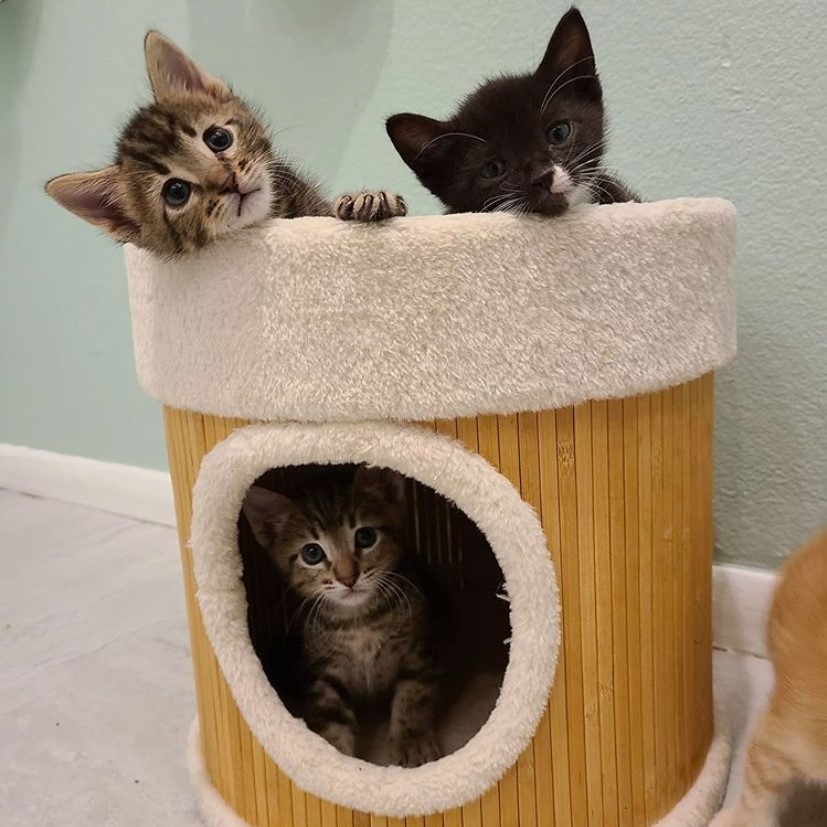 Litterbox Review