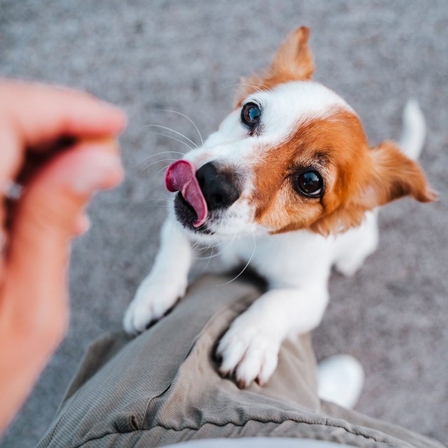 Just Right Pet Food Review