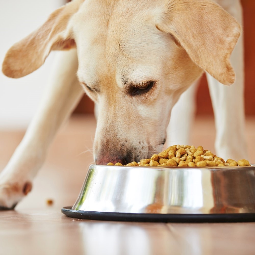Just Right Pet Food Review