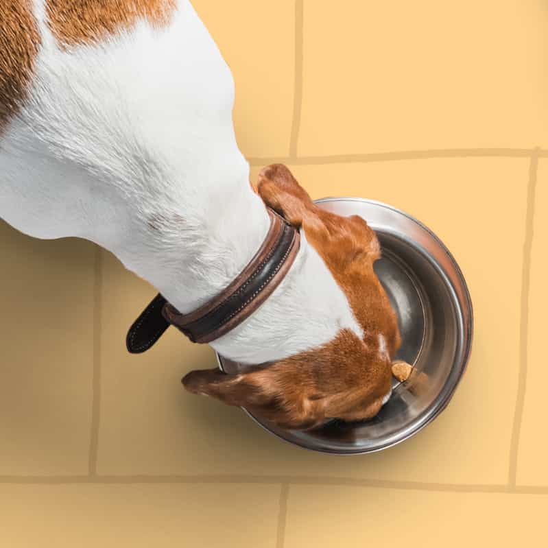 Just Right Pet Food Review