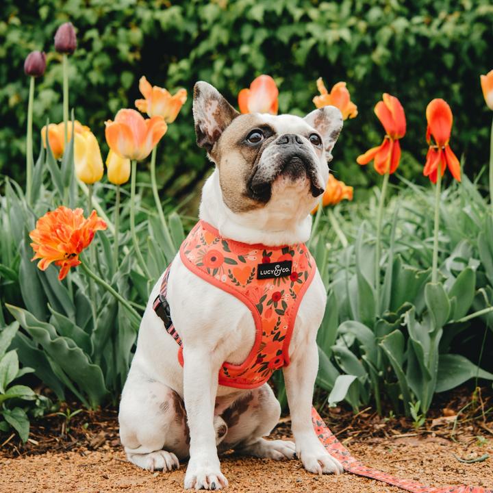 Lucy & Co. Posy Pink Reversible Harness Review