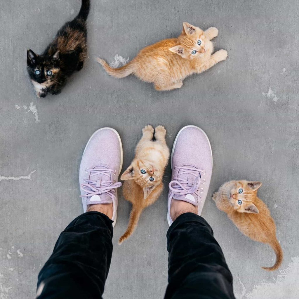 11 Best Shoe Brands 17 Best Shoe Brands