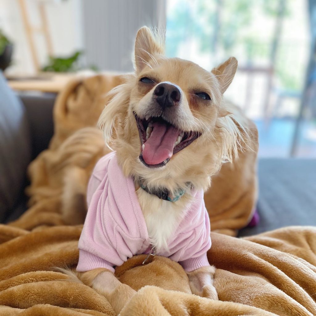 The Anxious Pet Review