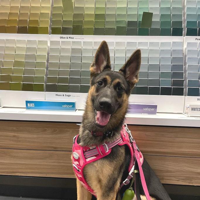 Lowes vs Home Depot Review 