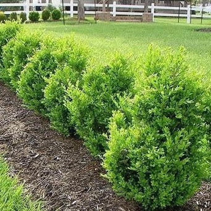 PlantingTree Review