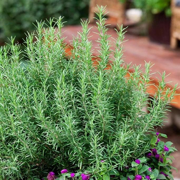 PlantingTree Review