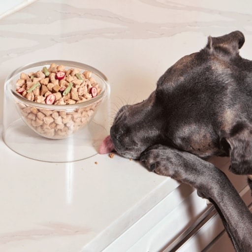 Spot and Tango Dog Food Review