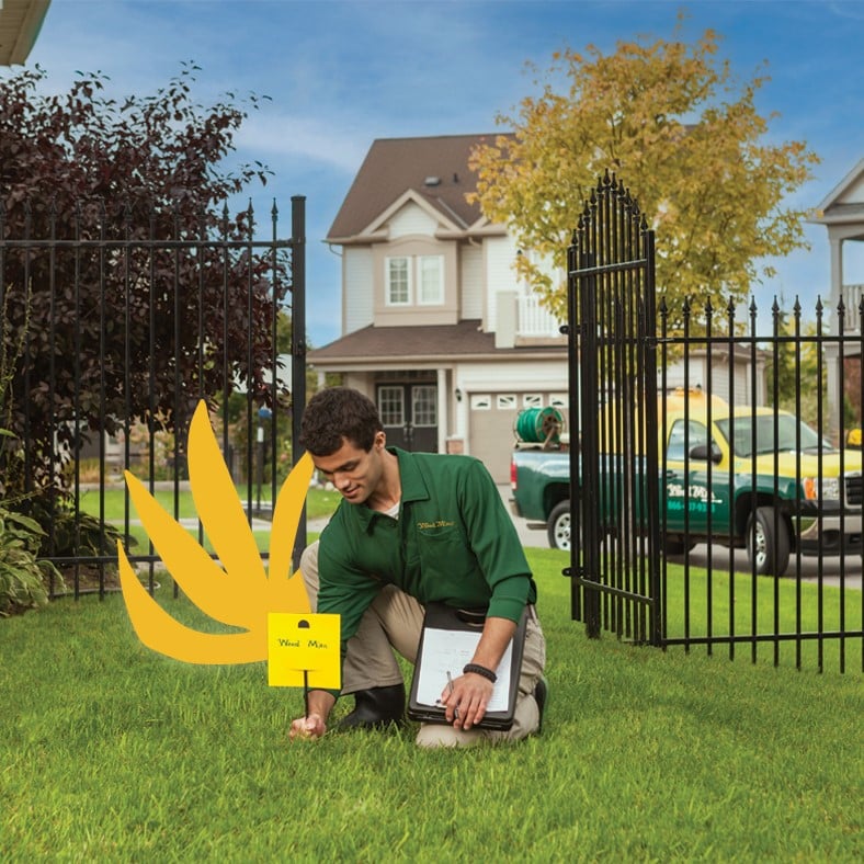 Weed Man Review