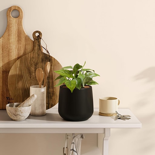 Easy Plant