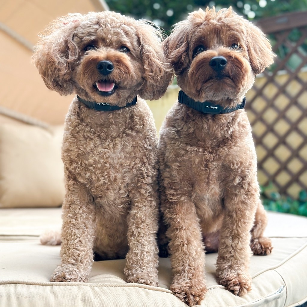 PetSafe® NanoBark™ Collar Review
