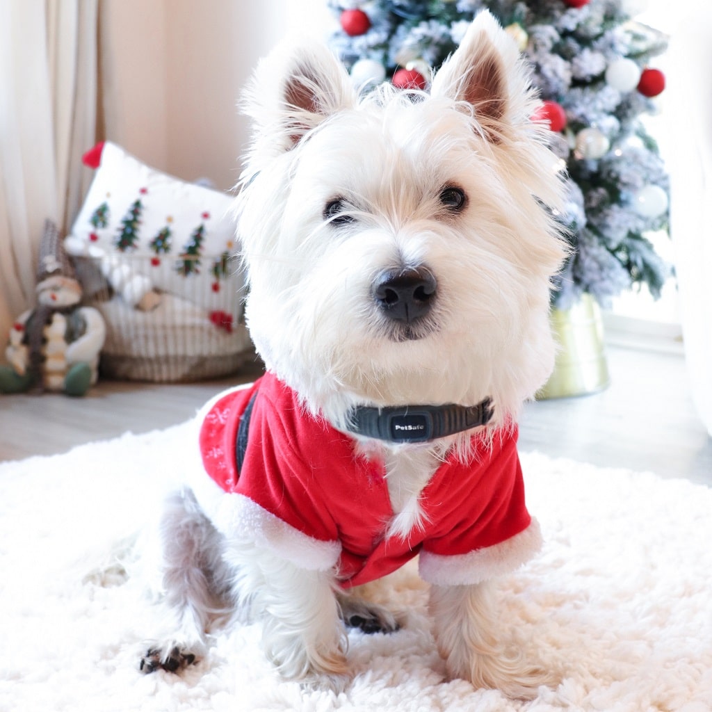PetSafe® NanoBark™ Collar Review