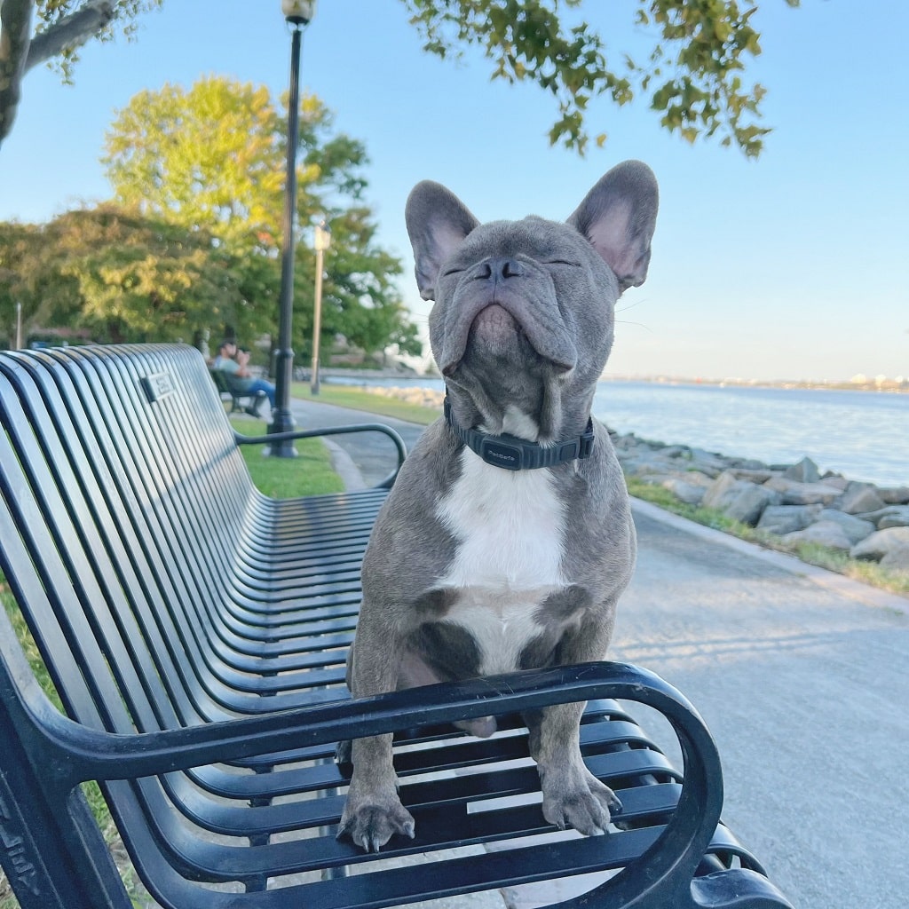 PetSafe® NanoBark™ Collar Review