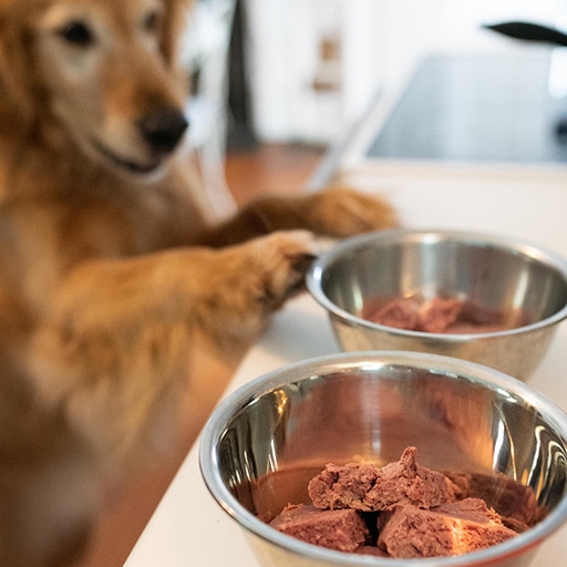 We Feed Raw Review: Pros, Cons, and Everything You Need to Know 2