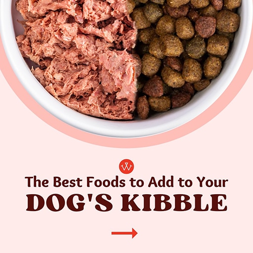 We Feed Raw Review: Pros, Cons, and Everything You Need to Know 5