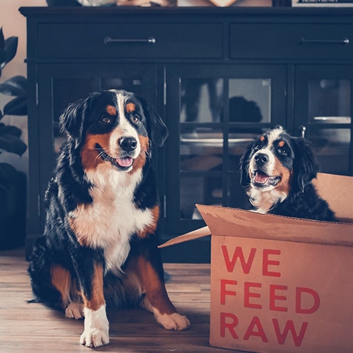 We Feed Raw Review: Pros, Cons, and Everything You Need to Know 7