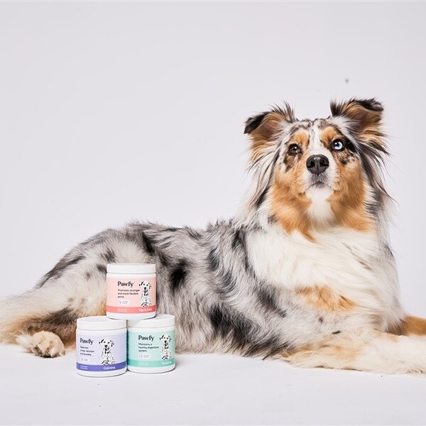 Pawfy Review: What Dog Owners Should Know Before Buying